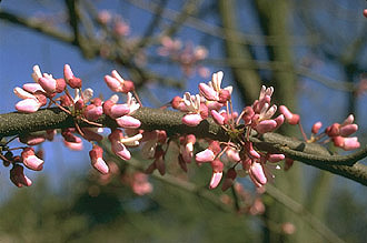 Oklahoma Redbud in Spring bloom